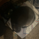 imapenguin.