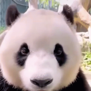 Panda 🐼