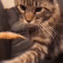catoe