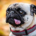 Pug | Discord Bots