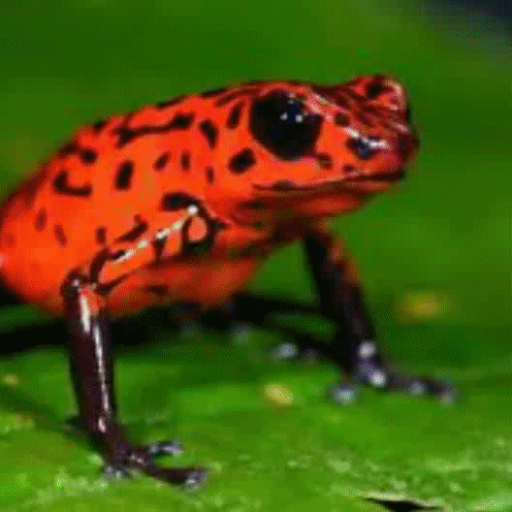 killer.frog