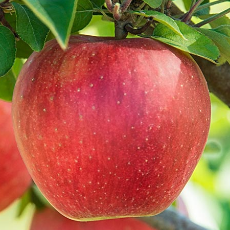 thegoodapple44