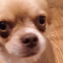 doggysoggy