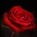 red._.roses