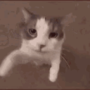 Siba