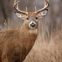 Server Deer's avatar
