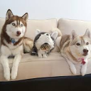 21+ Anjing husky imut ideas