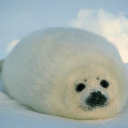 Seal
