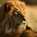 LionBot's avatar