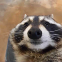 frederik_the_raccoon