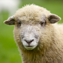 sheepfan100