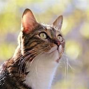 kit cat your cat's avatar