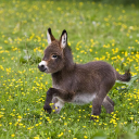 𝓖𝓱𝓸𝓼𝓽|Vanillite