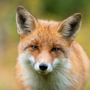foxytatio