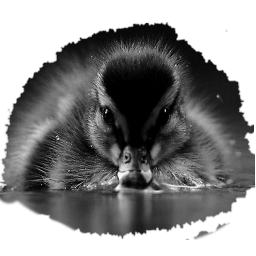 duckxduck