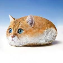 Poğaça Kedi's avatar