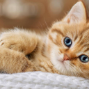 Cat Images's avatar