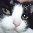localtroublecat