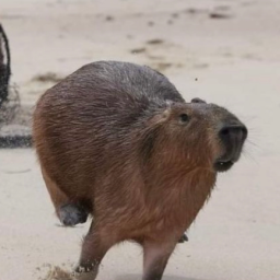 running capybara
