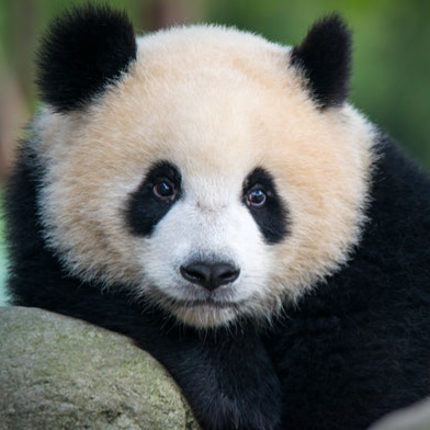 Panda legend