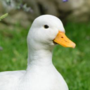 Ducklee
