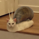 CatNip