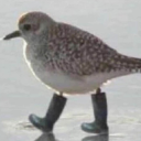 Sandpiper