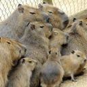 Capybara Gang - discord server icon