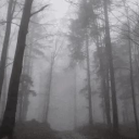 dark woods 🌲 - discord server icon