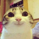 Cat Club - discord server icon