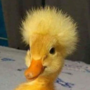 Duckling - discord server icon