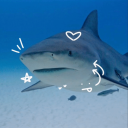 /sharkies WEEKLY NITRO - discord server icon