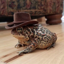 Country Toad Take Me Home - discord server icon