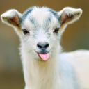 Goat'z Community - discord server icon