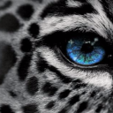 Jaguar Gaming™ - discord server icon