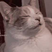 Goyangi | 고양이 - discord server icon