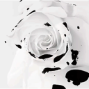 White Rose - discord server icon