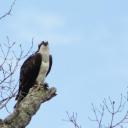 Birder's Club - discord server icon