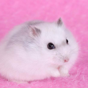 ＤＩＥ ＨＡＭＳＴＥＲ - discord server icon