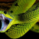 Snake Land Of Gamers - discord server icon