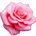 ・✿ROSE✿ - discord server icon