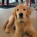 Doggo Server - discord server icon