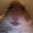 Hamster Hub - discord server icon