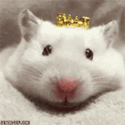 Meep Kingdom - discord server icon