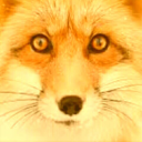 Foxyz - discord server icon