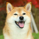 Shiba Lounge 🐕 - discord server icon