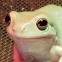 frog - discord server icon