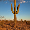 Cactus's Desert - discord server icon