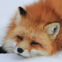 fox emotes - discord server icon