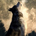 The Wolf Communications - discord server icon